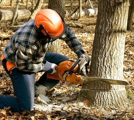 Tree Removal in Armstrong, TX